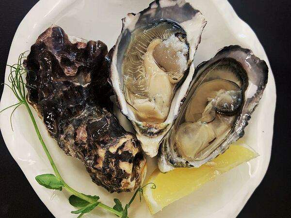 Pelican - Устрица Розовая джоли s