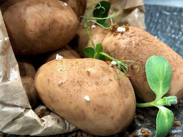 Победа - Пирожное Картошка из Ссср