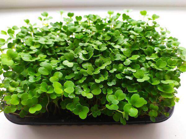 Альпийская свежесть - Микрозелень Рукколы