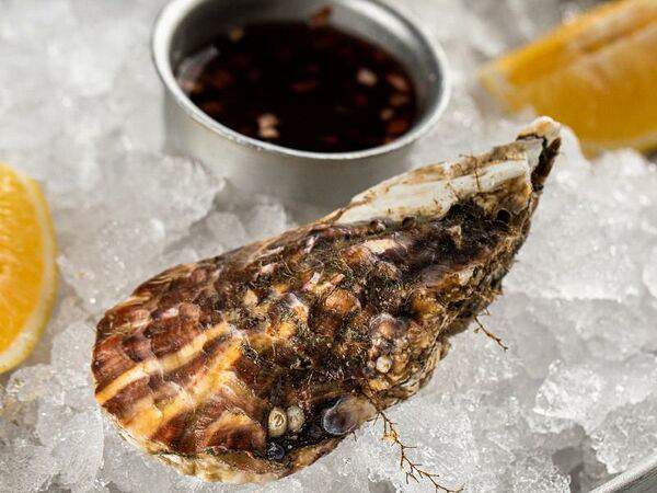 Pelican - Устрица сакоси