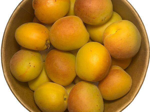 Бабушкина Грядка - Абрикос