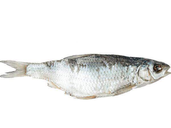 Astrakhanfish - Вобла вяленая, отборная