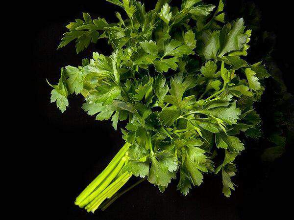 Шашлык-Сочи.РФ - Кинза свежая