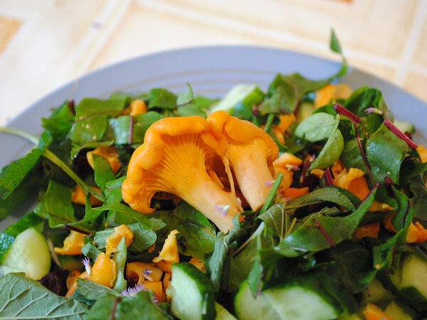 Старая мельница - Салат с лисичкамми