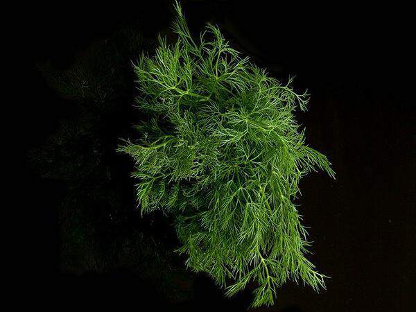 Шашлык-Сочи.РФ - Укроп свежий