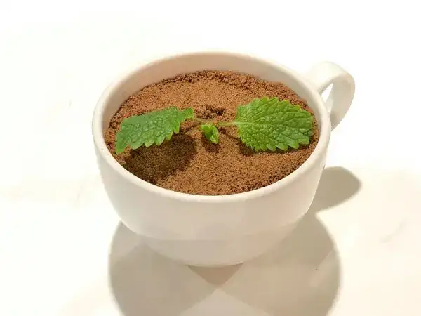 Osteria Mario - Мусс из черного шоколада