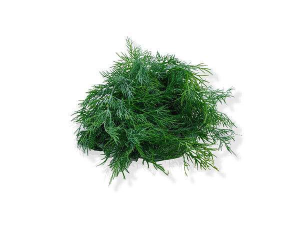 Пить кофе Кино - Зелень свежая