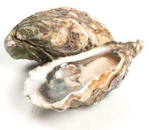 Pelican - Устрица марокканская №2