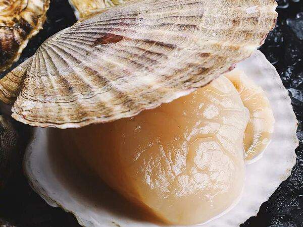 Pelican - Морской гребешок