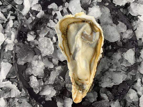 Delicates74 - Устрица Муроцу