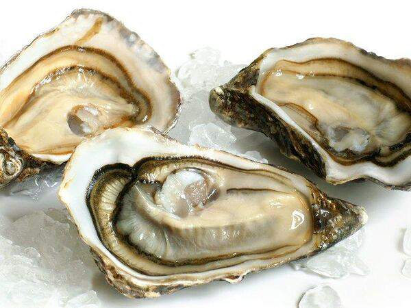 Pelican - Устрица семпоси