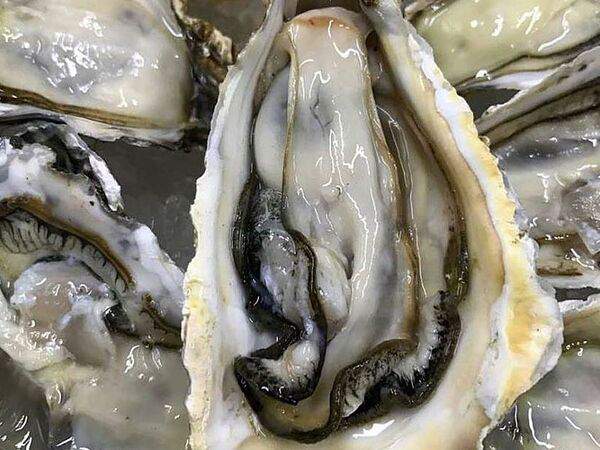 Pelican - Устрица акке