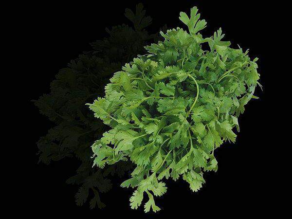 Шашлык-Сочи.РФ - Петрушка свежая